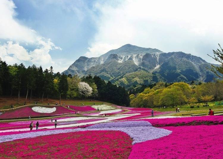 Photo provided by: Saitama Prefecture Trade & Tourism Association