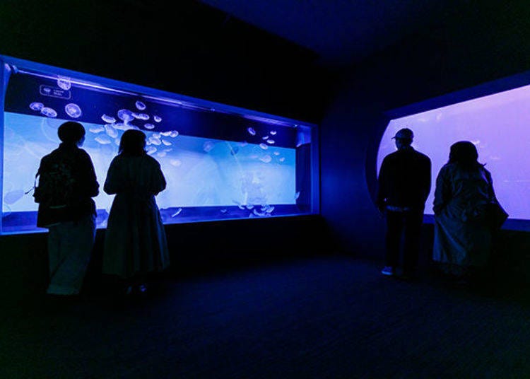 Fantasy jellyfish tank