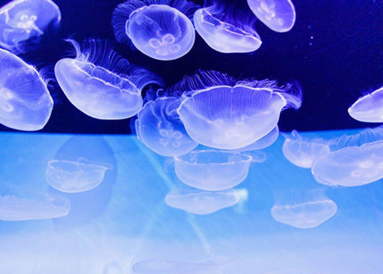 Moon jellyfish have a six-month lifespan. Those on display were born and raised at Sumida Aquarium