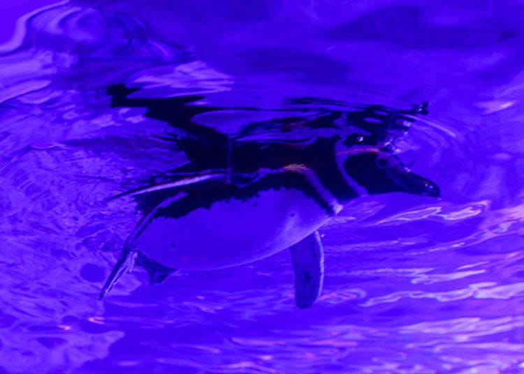 A cute penguin relaxing while floating near the surface of the water