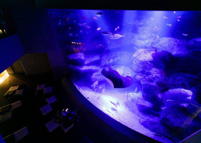 Sumida Aquarium: Enjoy The Magic of the "Night Aquarium"! | LIVE JAPAN  travel guide