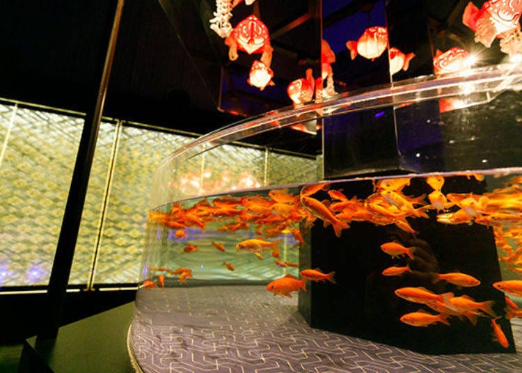 Most people are familiar with the Common Goldfish. Seeing hundreds in one tank is impressive.