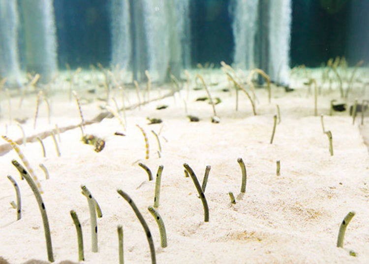 Tiny eels before feeding