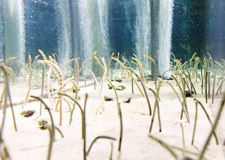 Eels stretch out of the sand for food