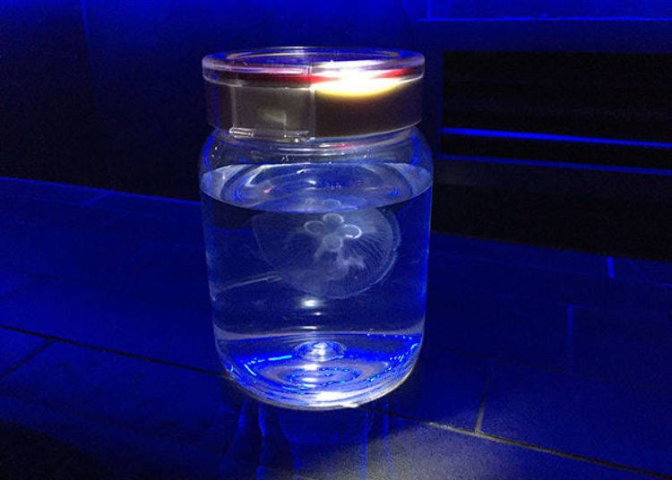 Participants can feed and observe a jellyfish in a bottle