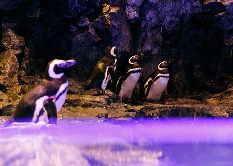 As closing time approaches, most penguins have begun to go to bed