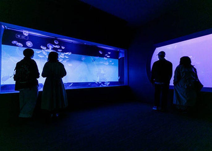 入夜后别有一番风味 夜间走访 墨田水族馆 的推荐看点 观光指南 Live Japan 日本的旅行 旅游 体验向导