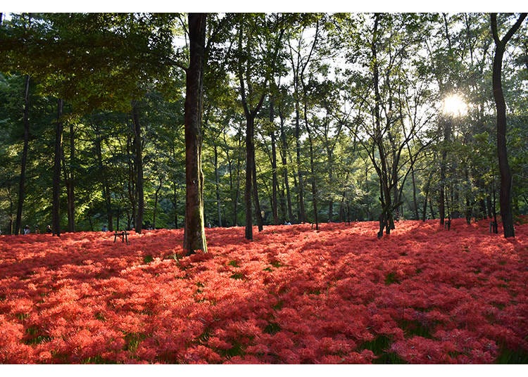 画像素材:日高市