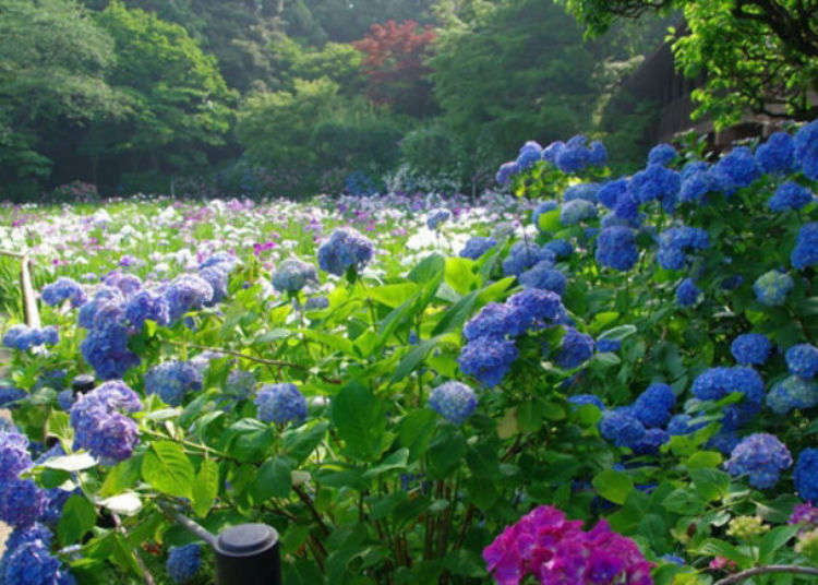 Visit Chiba's Hondoji Temple: Stunning Japanese Gardens Filled With 50,000+ Hydrangeas Will Fill You With Joy!