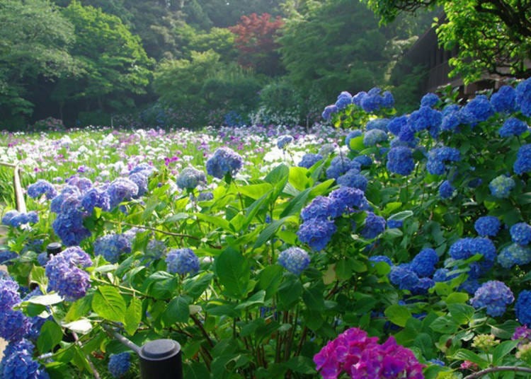 About 10 kinds of hydrangea, such as hydrangea, gaku hydrangea, and Kashiwaba hydrangea, are usually in bloom mid to late June.