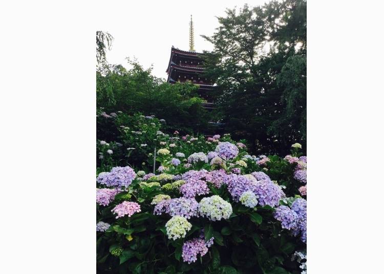 You can take a picture of the hydrangea blooming with the five-storied pagoda in the background. Find your own photogenic angle!
