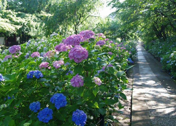 There is a path behind the main hall, and many Japanese hydrangeas are planted around it.