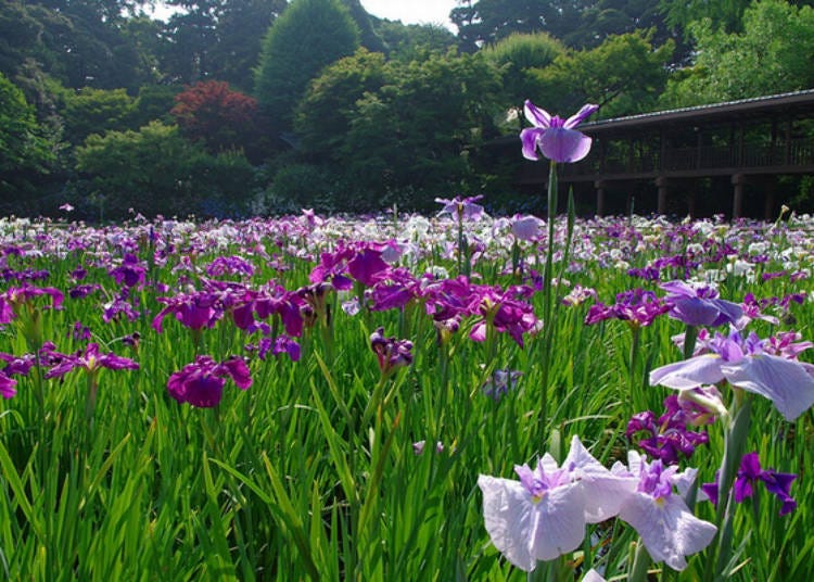 The best time to see Japanese irises is usually about 2 weeks from early June.