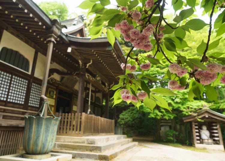 The late-blooming double-flowered cherry blossoms also bloomed behind the temple.