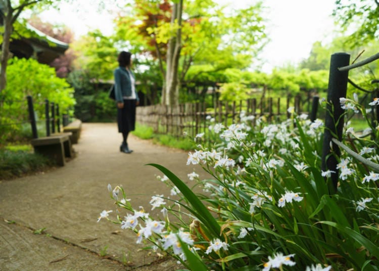 Butterfly flowers are planted around the pond. Flowering time is around the middle of April.