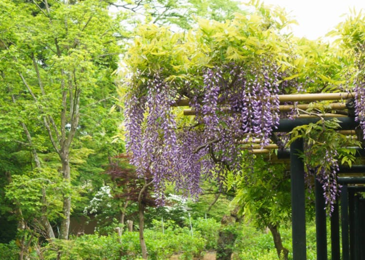 There is also a wisteria trellis beside Benten Pond. The best time to see it is around early to mid April.