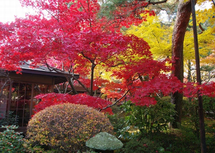 It can be very difficult to distinguish the type of maple even in the shape of the leaves, but you can enjoy the subtle color difference during the autumn foliage season