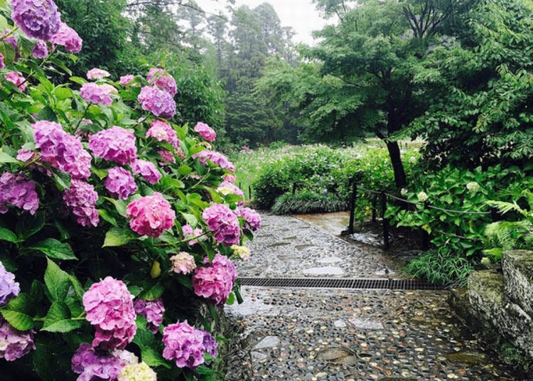 Even on a rainy day in Chiba, Hondoji Temple is stunning