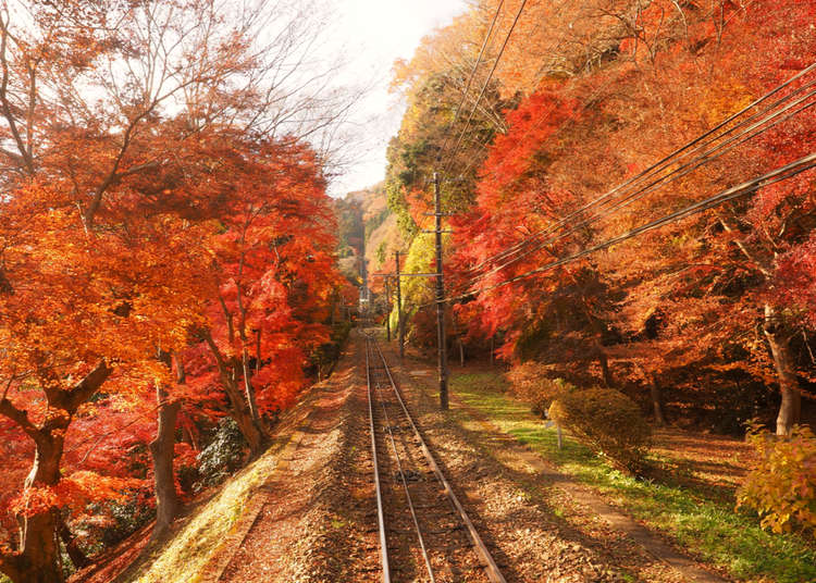 東京高尾山攻略！交通、美食、登山指南、周邊景點、推薦住宿