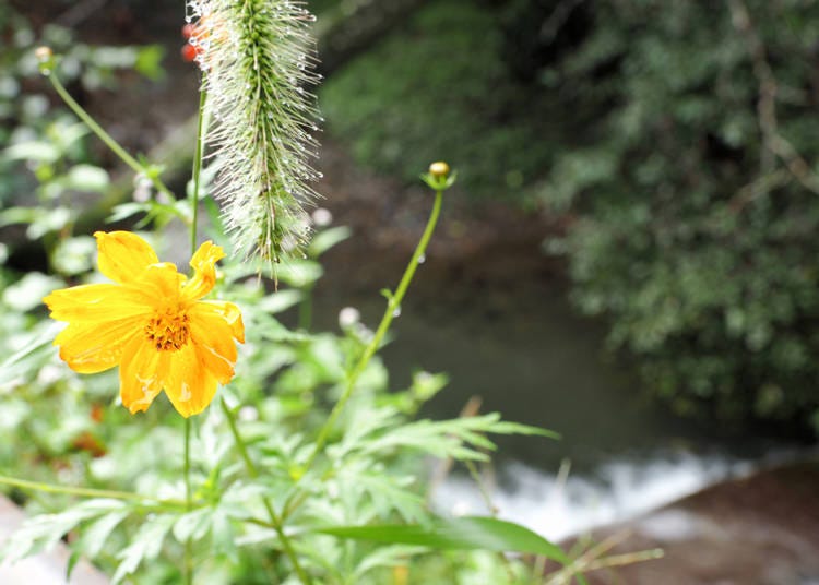 【理由9】種類豊富な植物・動物・昆虫と出会える