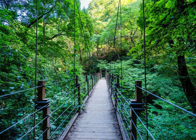 不只有登山 給你15個高尾山旅遊的理由 Live Japan 日本旅遊 文化體驗導覽