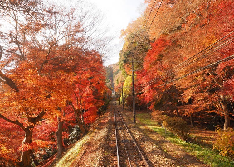 高尾山旅遊魅力⑩秋天必訪！橙黃艷紅的楓葉美景盡收眼底