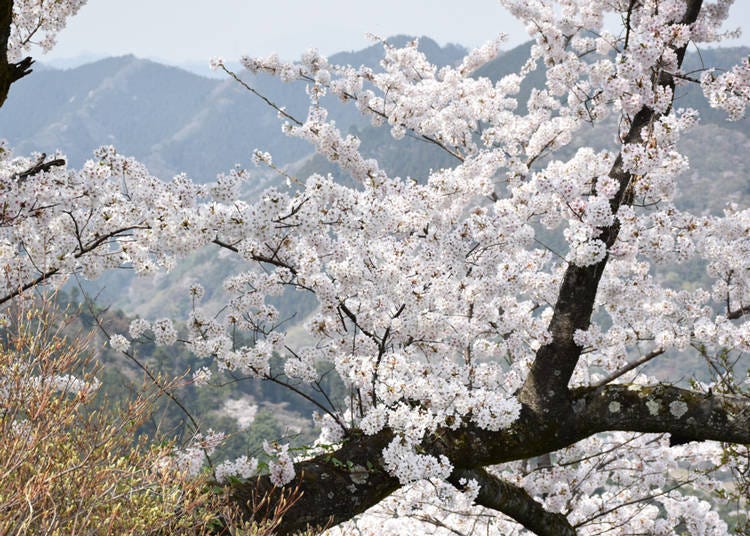 高尾山旅遊魅力⑮四季擁有不同風貌與魅力