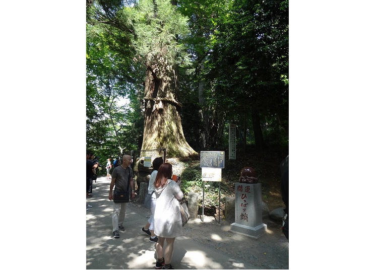 Photo Credit (Public Corporation): Hachioji Visitors & Convention Association