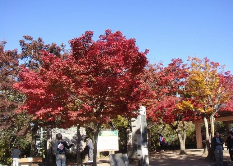 Photo Credit (Public Corporation): Hachioji Visitors & Convention Association