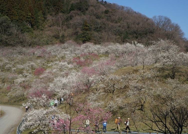 【春】赤と白のコントラストが山を彩る「木下沢梅林」
