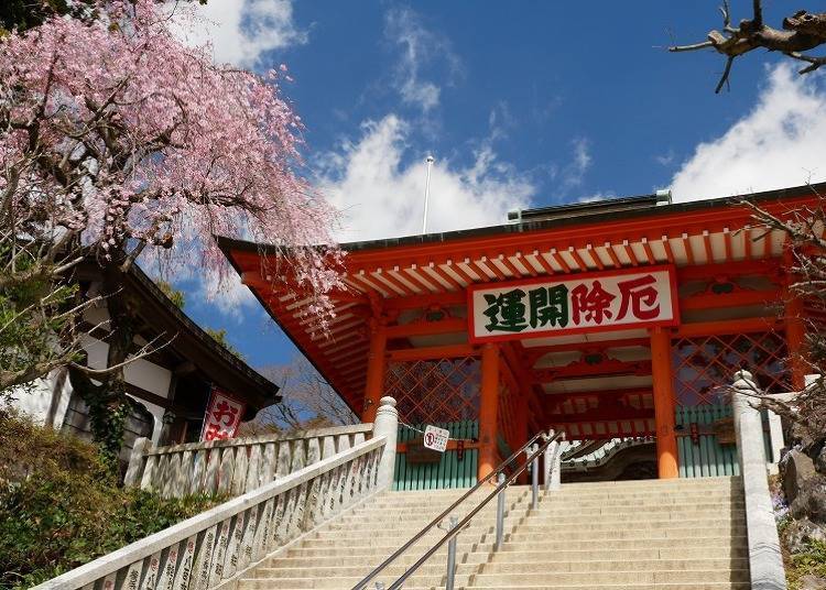 [다카오산의 봄] 역사 깊은 사원에 벚꽃이 만개 ‘다카오산 야쿠오인’