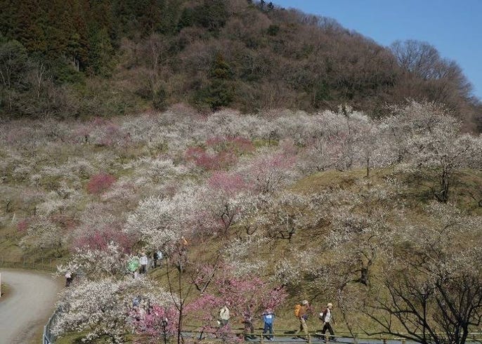 高尾山的春夏秋冬都美 高尾山各季節的景點 活動 周邊住宿推薦 Live Japan 日本旅遊 文化體驗導覽