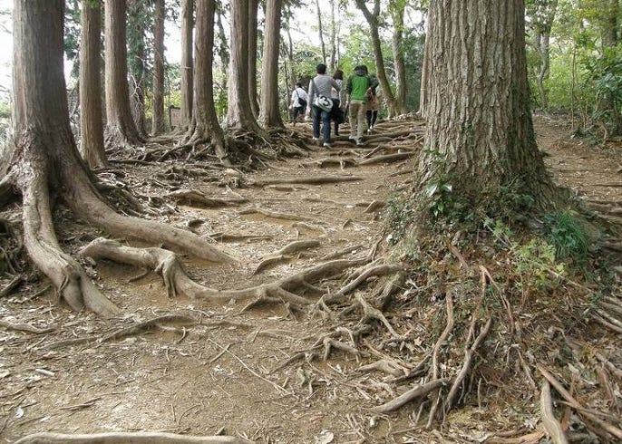 保存版 高尾山の登山おすすめコースを徹底解説 山登り初心者から上級者まで全9コースのポイントを紹介 Live Japan 日本の旅行 観光 体験ガイド