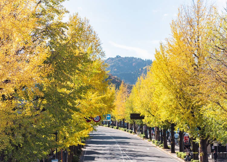甲州街道 イチョウ並木(画像素材:PIXTA)