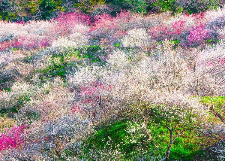 高尾梅郷(画像素材:PIXTA)