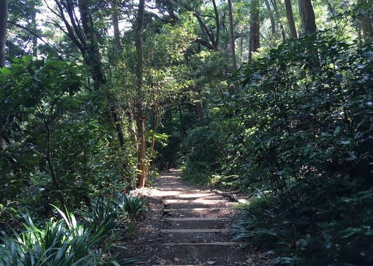 【中级】3号路线：在静谧的森林小道上散步前进