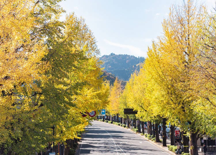 甲州街道 銀杏大道(圖片素材:PIXTA)