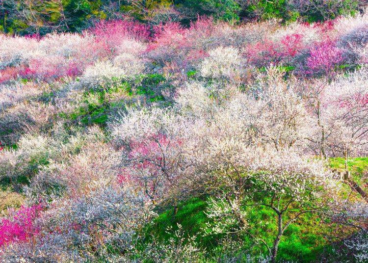 高尾梅郷(圖像素材:PIXTA)