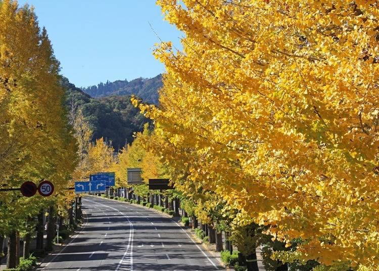 高尾山周邊⑤八王子的秋季代表色是黃色！「八王子銀杏祭」