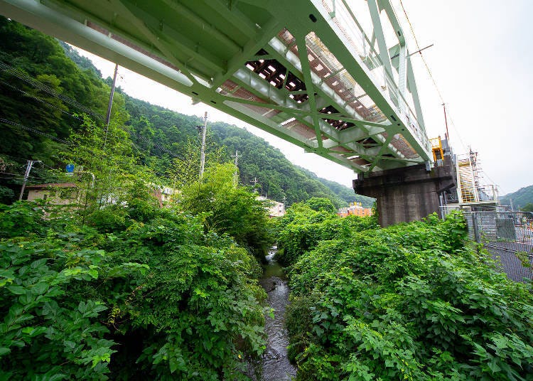 How to Enjoy the Luxuriant Greenery of Mount Takao