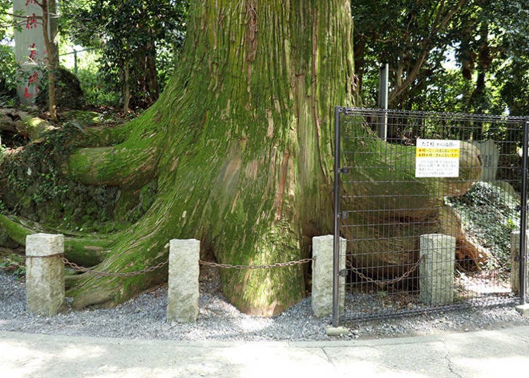 The very popular Octopus Cedar brings good luck