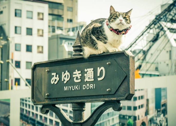 銀座で絶対におすすめの買い物 観光スポット30選 定番から穴場まで人気はここ Live Japan 日本の旅行 観光 体験ガイド