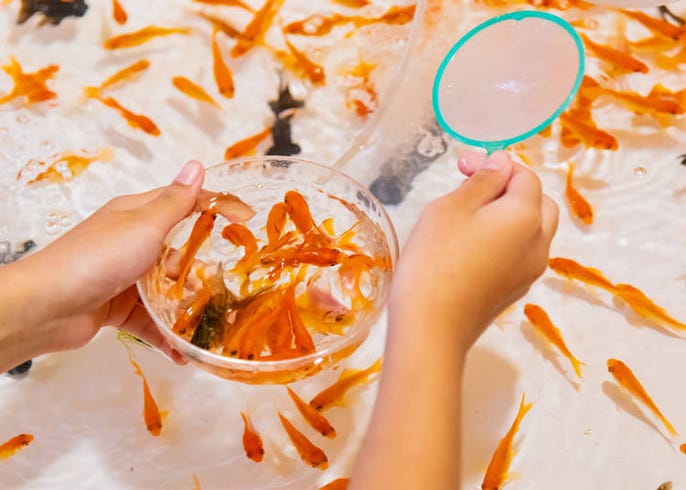 日本のお祭りはインスタ映えするけど 金魚すくいが 外国人がショックを受けた日本の夏祭り Live Japan 日本の旅行 観光 体験ガイド