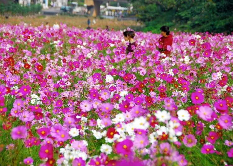 Day Trip from Tokyo: See the Field of a Million Flowers at the Cosmos Festival 2019