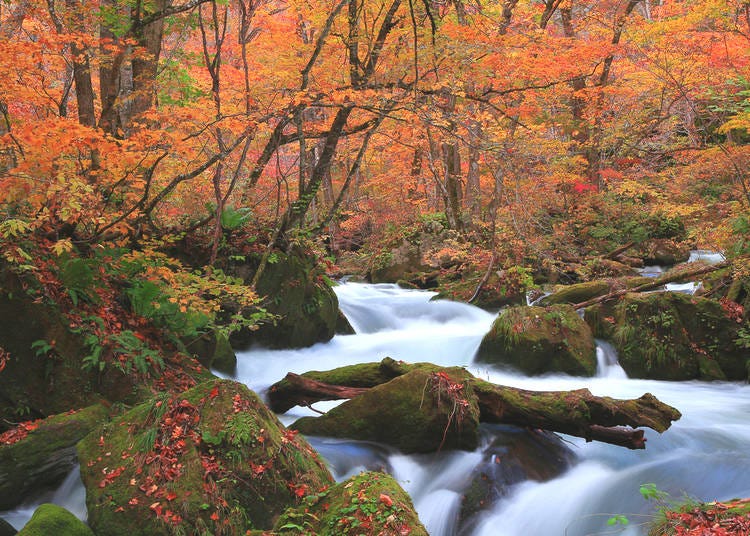 7. Oirase Keiryu Mountain Stream (Aomori)