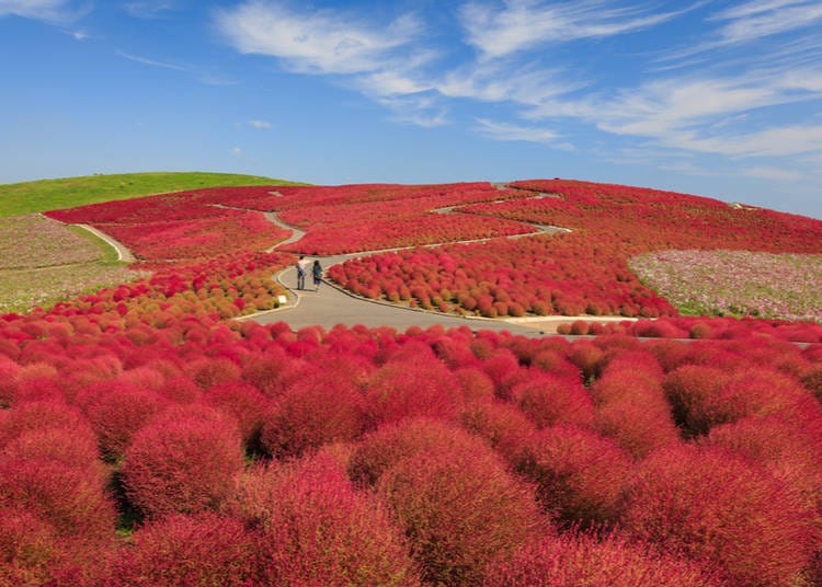 7. สวนริมทะเลฮิตาชิ (อิบารากิ)
