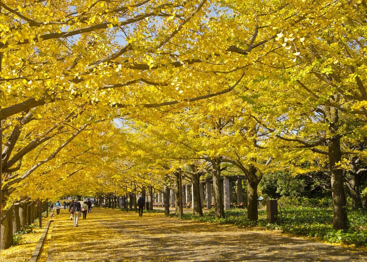 12. สวนโชวะ คิเน็น (โตเกียว)