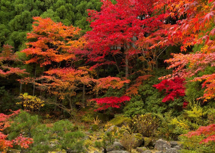 圖片來源：shikema / Shutterstock.com