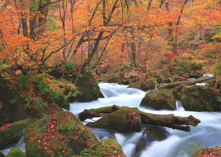 7. 奧入瀨溪流（青森縣）