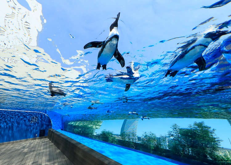 【東京觀光】池袋太陽城不是只有水族館！人氣觀光設施與約會景點6選